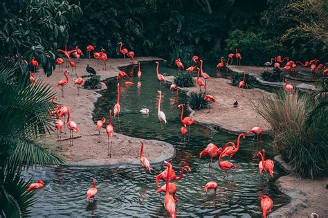 Birds Flamingo Nature Water Hd Wallpaper Peakpx