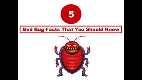 5 Bed Bug Facts That You Should Know By 911 Bed Bugs Toronto Youtube