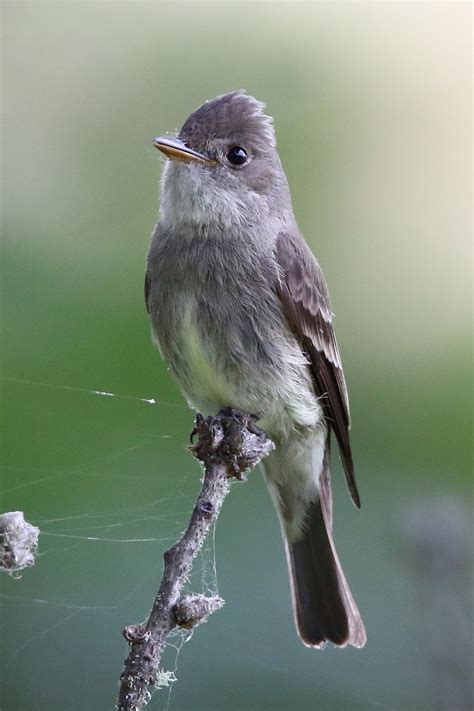 Western Wood Pewee Oregon Birding Association