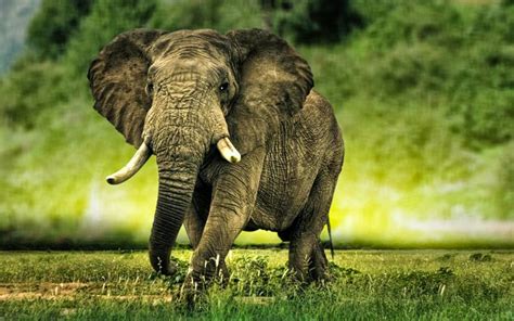 Elephant Hd Wallpapers ~ Animals World
