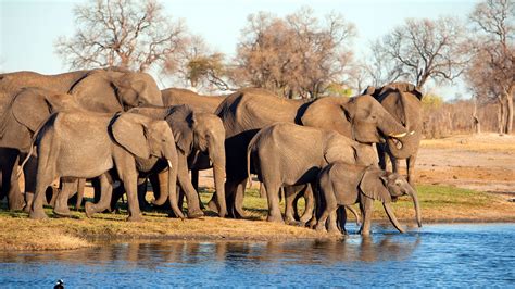 Where To See Wildlife In Zimbabwe Jacada Travel