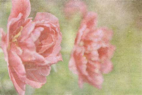 Vintage Floral Peonies Photograph By Toni Hopper Fine Art America