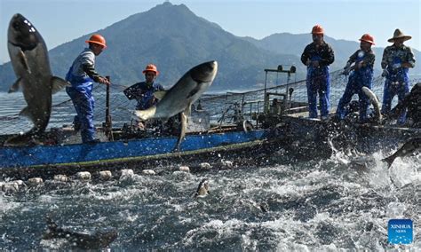 Fish Harvest In Qiandao Lake East China Global Times