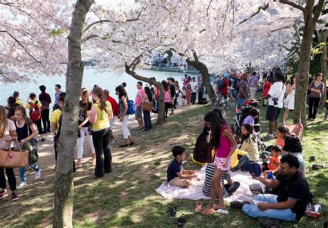 Cherry Blossom Festival 2024 Washington Dc