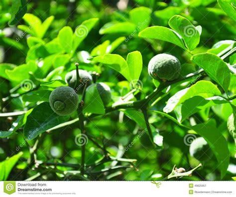 Trifoliate Orange (Poncirus Trifoliata) Stock Image - Image of chinese ...
