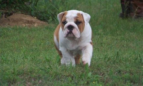 Free puppies in columbia sc. English Bulldog Puppies For Adoption FOR SALE ADOPTION from COLUMBIA South Carolina @ Adpost.com ...