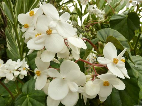 Quick easy ordering · farm fresh arrangements · no hidden fees MLeWallpapers.com - Tropical White Begonia Flowers