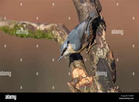 British Woodland Birds Hi Res Stock Photography And Images Alamy