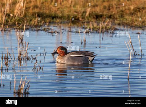 Eurasian Teal Common Teal Anas Crecca Male Swimming In Pond Stock