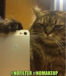 Selfies Meme Cat Selfie Funny Selfies Cats