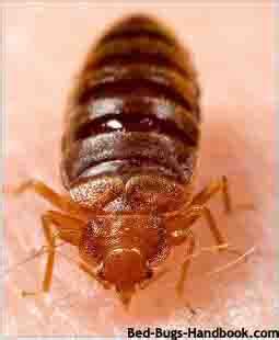 Guests praise the pleasant rooms. Bed Bugs Florida Information, Pictures, Laws and Resources
