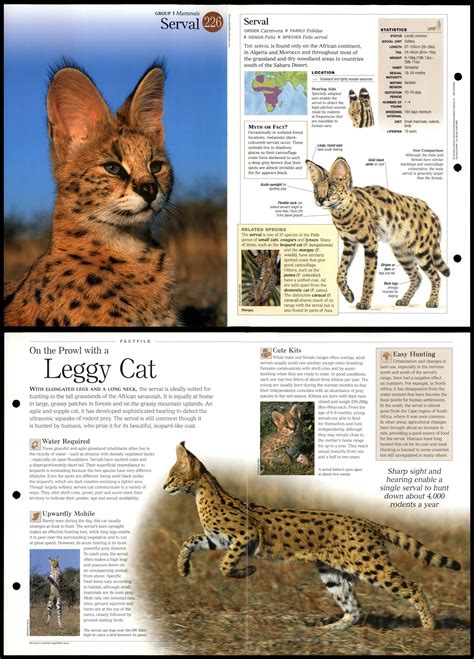 Serval 226 Mammals Discovering Wildlife Fact File Fold Out Card