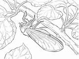 Cigarras Cicada Insectos Printmania sketch template
