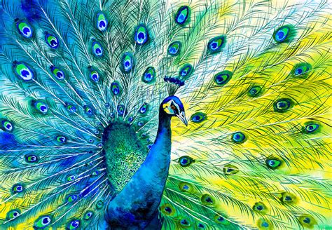 Colorful Peacock Tail Feathers Painting By Cyc Studio Pixels