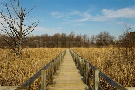 Boardwalk Over A Marsh Stock Image Colourbox