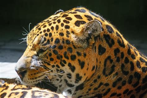 Side View Of A Jaguar Head Stock Image Image Of Indoor 56525477