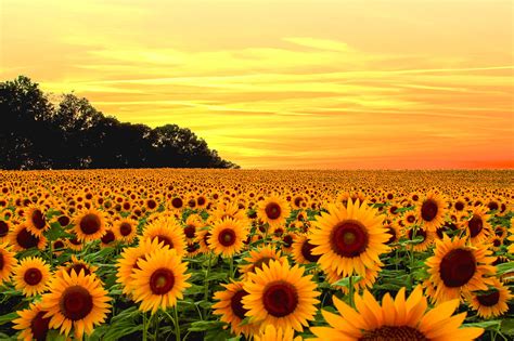 Sunflower Field Sunset Wallpaper
