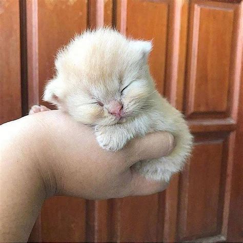 Cutest Cat In The World 😘😘😘😘 Eyebleach Cute Baby Cats Cute Animals