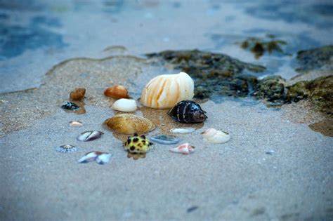 3840x2560 Sea Animal Sea Creature Sea Life Sea Shells Shell