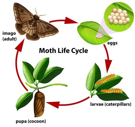 The Life Cycle Of A Moth