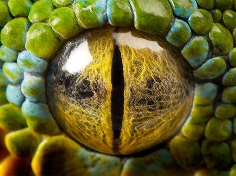 Like all other squamates, snakes are ectothermic, amniote vertebrates covered in overlapping scales. 12 Most Unusual Animal Eye
