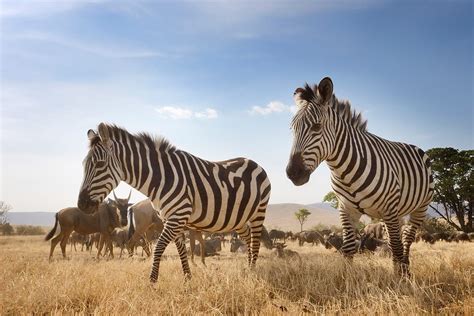 Zebra Wildebeest Close Thomson Safaris