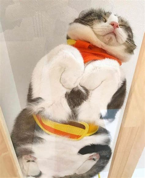 21 Cats Perfectly Smooshed On Glass Tables Inspiremore