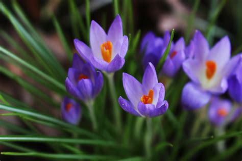 Spring Flowering Bulbs Piedmont Master Gardeners