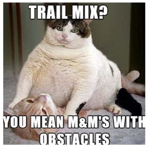 Grasp The New Funny Cat Memes Diabetes Hilarious Pets Pictures