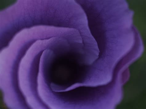 Fotos Gratis Flor Púrpura Pétalo Rosa Rosado Fotografía Macro