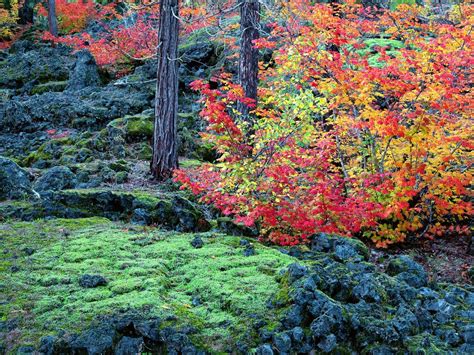 Wallpaper Autumn Trees Leaves Moss Stones 1600x1200 Wallhaven