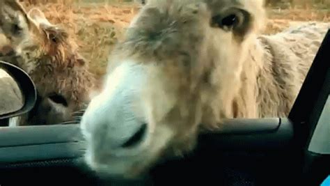 Acegif is an internet portal with the best gifs on any topic. Donkey Mule GIFs | Tenor