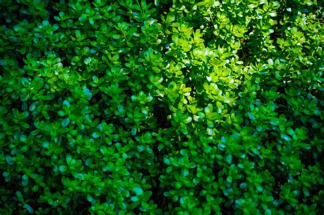 Five Shrubs That Grow Well Under Pine Trees Green Garden Tribe