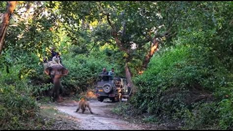 Tiger Attacks Elephant In Jim Corbett Dhikala On 17th Nov16 27m