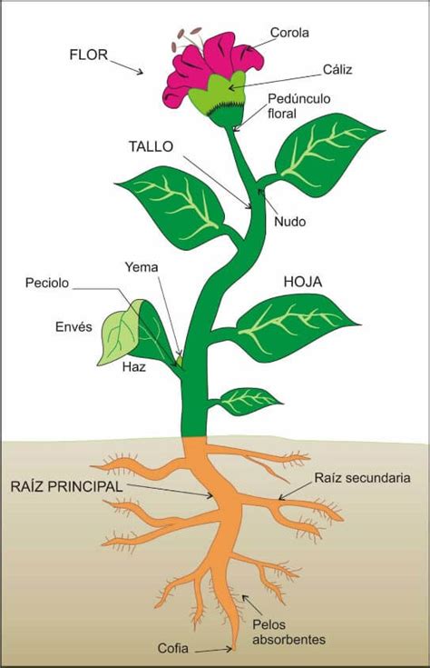 Las Plantas Mind Map