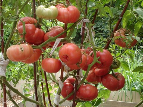 That's why when buying, you need to be very careful to choose the right tomatoes. All tomato varieties are indeterminate height. Heirloom ...