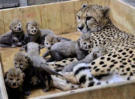 Litter Of Eight Cheetahs Born At Saint Louis Zoo Zooborns