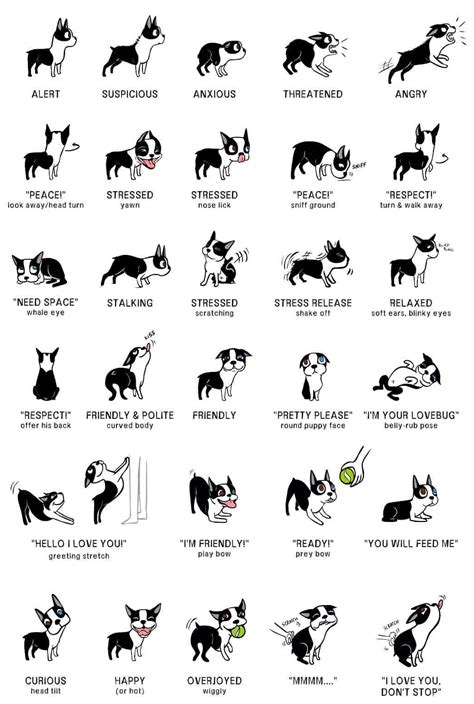 Canine Communication Understanding Your Dogs Body Language And