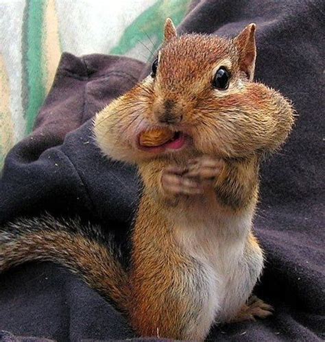 5 Cute Squirrels Storing Food