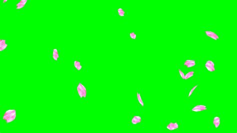 Falling Cherry Blossom Petals No2 Hd Animation Green Screen Effect