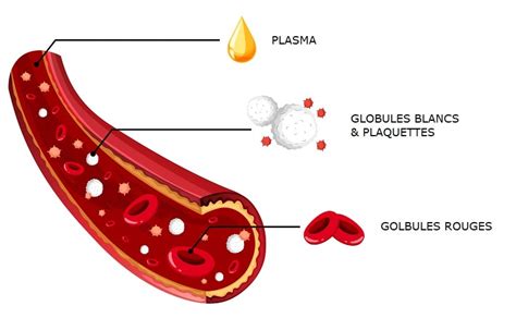Leucocytes Comprendre Les Résultats De Votre Prise De Sang