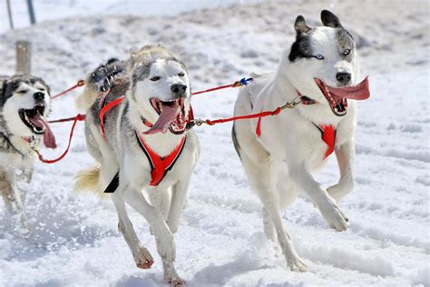 A Husky Sled Dog Team At Work Photograph By Elenarts Elena Duvernay