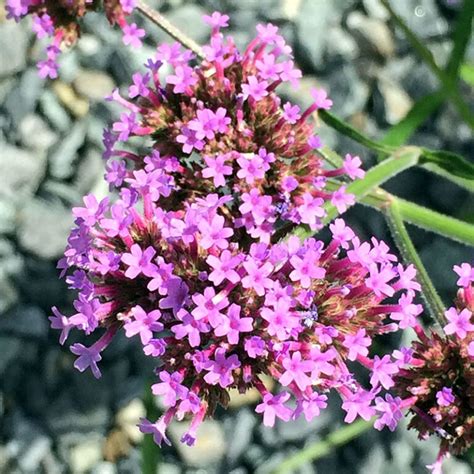 Verbena Bonariensis Seeds Putnam Hill Nursery