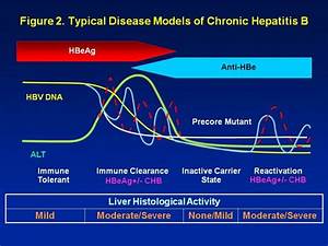 Diagnosed With Chronic Hepatitis B What Phase Hbeag Positive Chronic