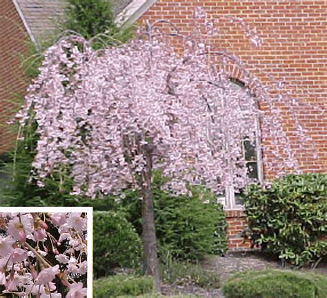 Check out our cherry tree dwarf selection for the very best in unique or custom, handmade pieces from our craft supplies & tools shops. Speciman trees - Weeping Higan Cherry Likes full sun, well ...