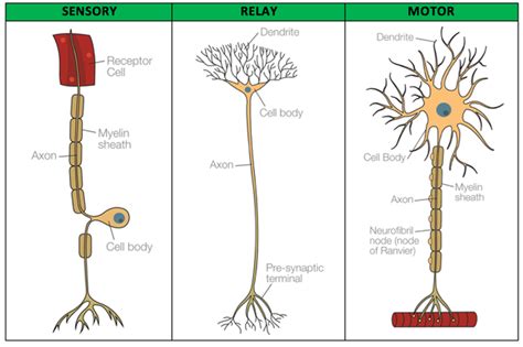 Biopsychology Sensory Relay And Motor Neurons Tutor U
