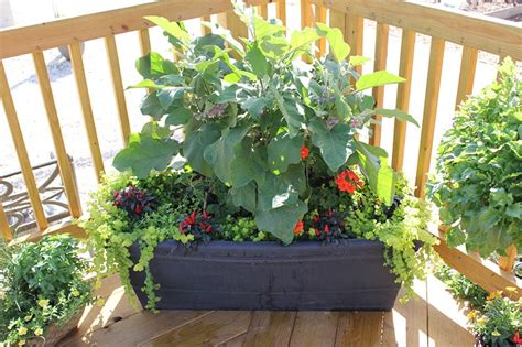 8 Fantastic Container Gardening Ideas For Limited Space
