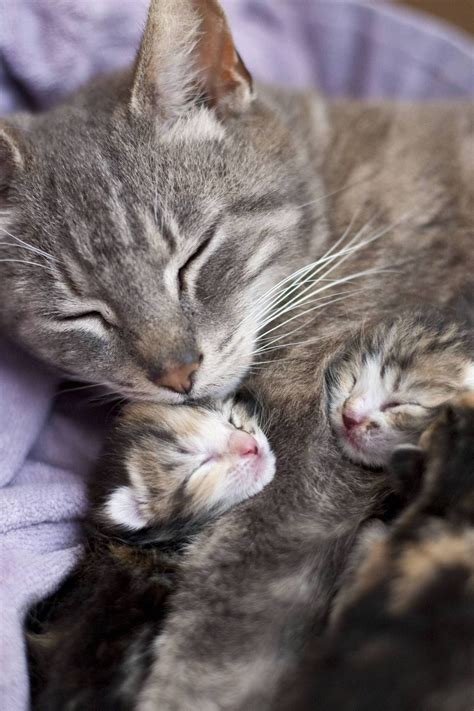 Mama And Baby Kittens Kittens Photo 41536263 Fanpop