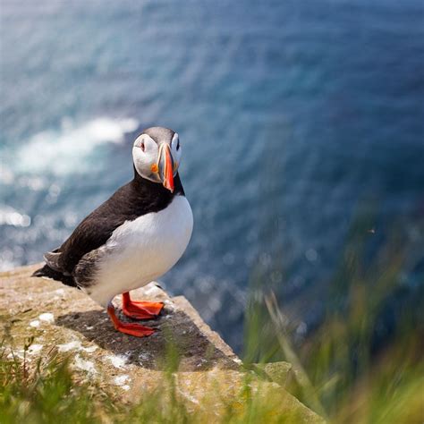 Atlantic Puffin Atlantic Puffin At The Sea Cliffs Og Látrbjarg In The