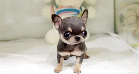 Teacup Applehead Chihuahua Applehead Teacup Chihuahua Puppies For